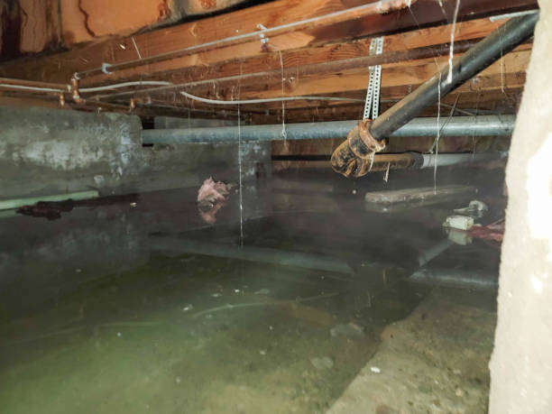 Best Mold removal after water damage  in Spring City, UT